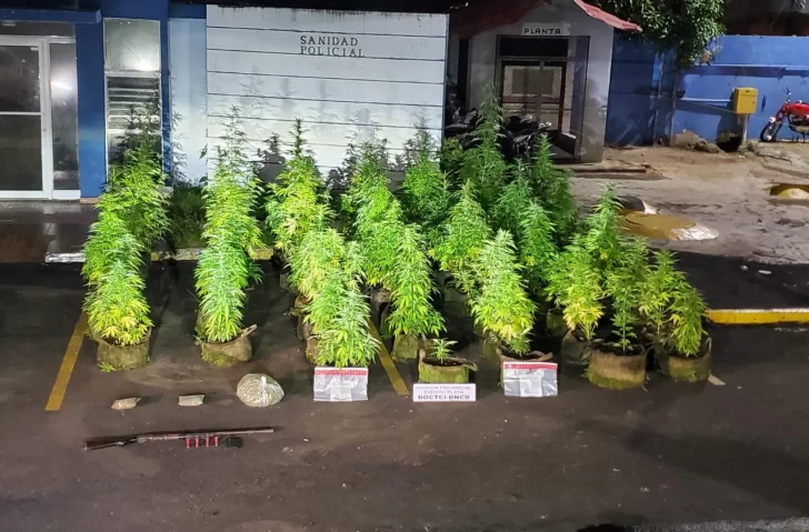 Decomisan plantación de marihuana en una azotea en Puerto Plata