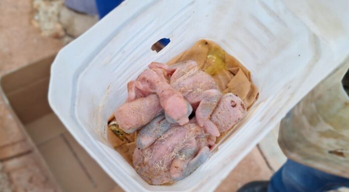 IMG-20240515-WA0001-1200x675