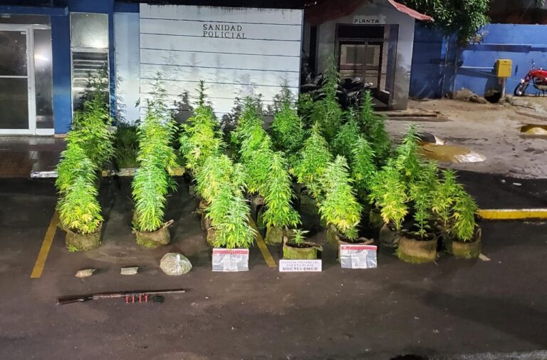 Envían a prisión a hombre que cultivaba marihuana en su residencia en Puerto Plata