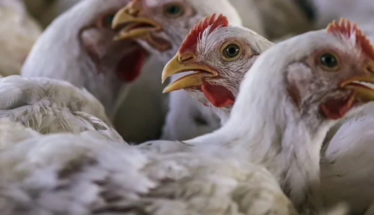Detectan el virus de la gripe aviar en muestra de leche cruda en California