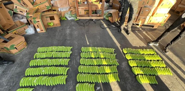 Incautan 303 guineos de cerámica llenos de cocaína