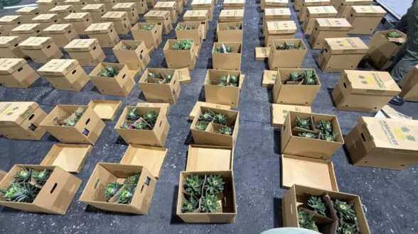 interceptan-cargamento-de-pinas-con-presunta-cocaina-detienen-hombre-20260624-140627-LRIv-588x330